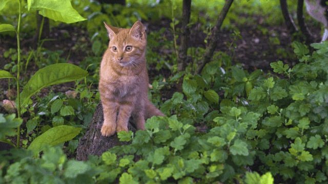 Tan kitten in blue garden