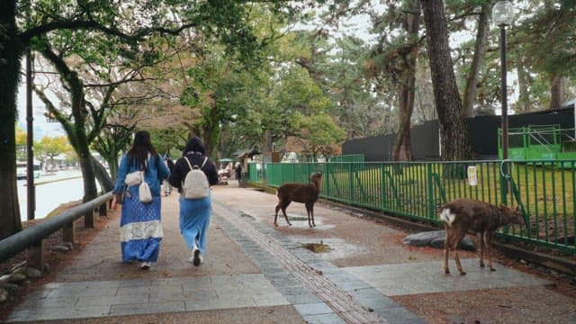 Peaceful walk in the park with deer wandering nearby