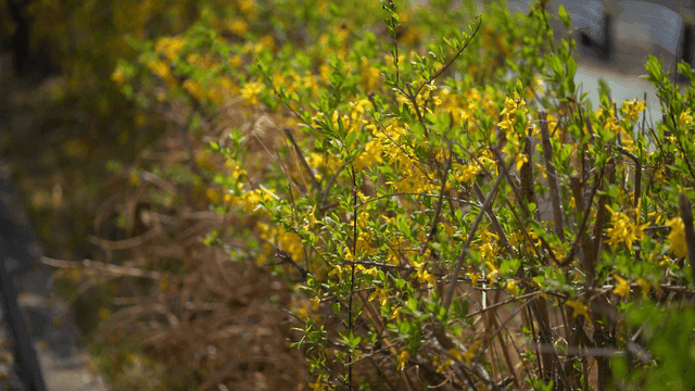 Yellow flowers blooming in spring