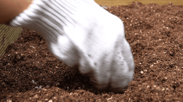 정원 화단에 가지런히 심어지는 상추 모종들