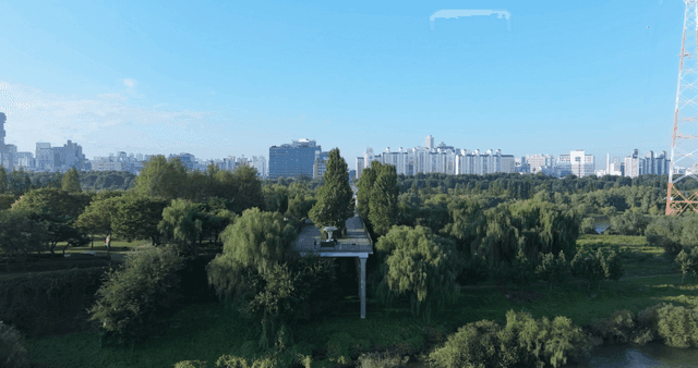 무성한 나무 공원과 도시 스카이라인