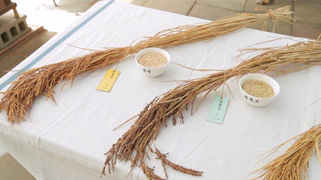 Various Korean native rice displayed on a table