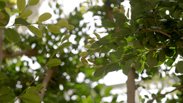Sunlight filtering through green leaves