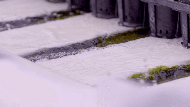 수경재배 농장에서 물이 흐르는 모습