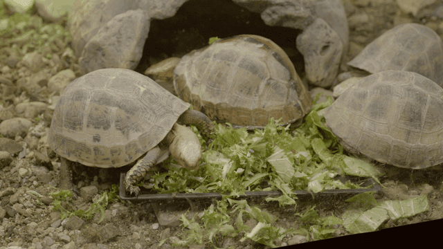Turtles gathered together chewing on lettuce