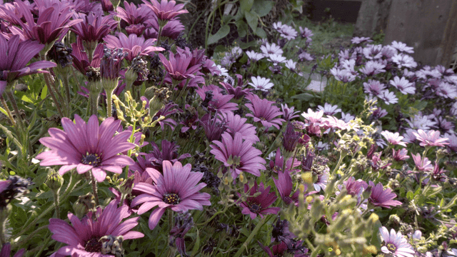 Purple flowers blooming in sunlight