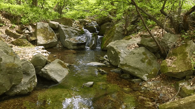 바위가 있는 고요한 숲 속 시냇물