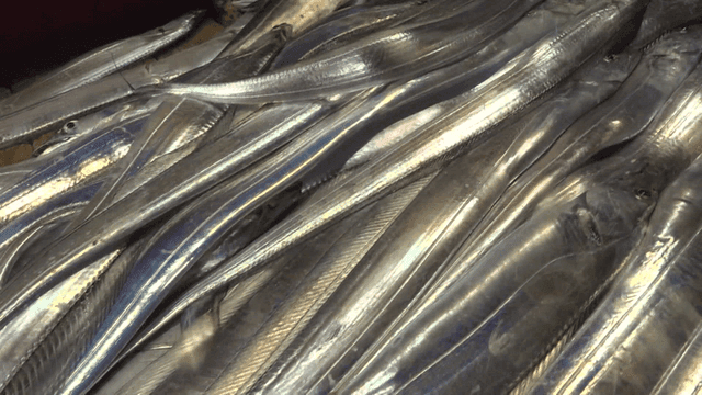 나무 갑판 위에 갓 잡은 은빛 갈치들