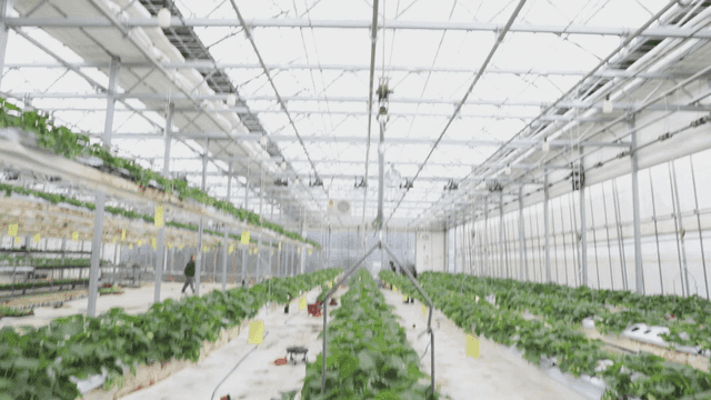 딸기 식물이 줄지어 있는 온실