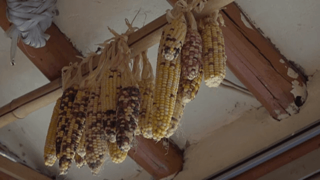 나무 기둥에 매달린 옥수수