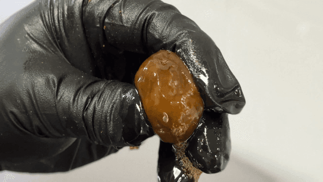 매실청의 과즙을 터트리는 장갑 낀 손