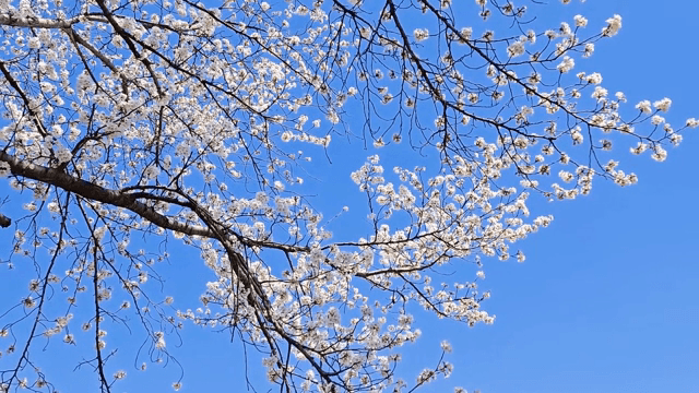 맑은 하늘 아래 피어난 벚꽃