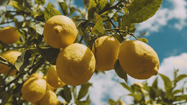맑은 하늘 아래 나무에 매달린 레몬