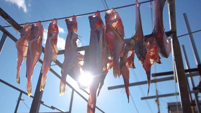 Freshly Caught Fish Drying in the Sun