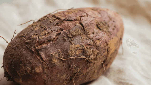 흙이 묻은 고구마의 근접 촬영
