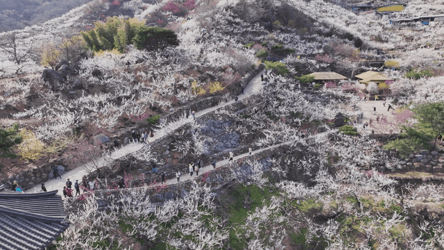 꽃이 만발한 언덕의 경치