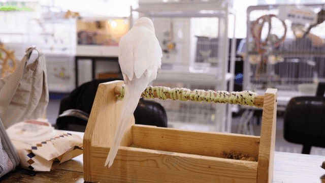 앵무새 카페 횟대에 앉아 있는 흰 앵무새