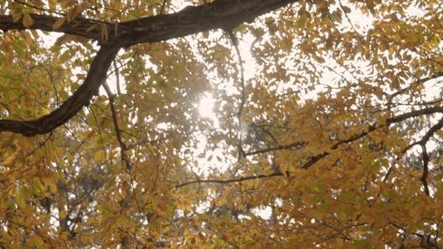 Sunlight filtering through autumn leaves