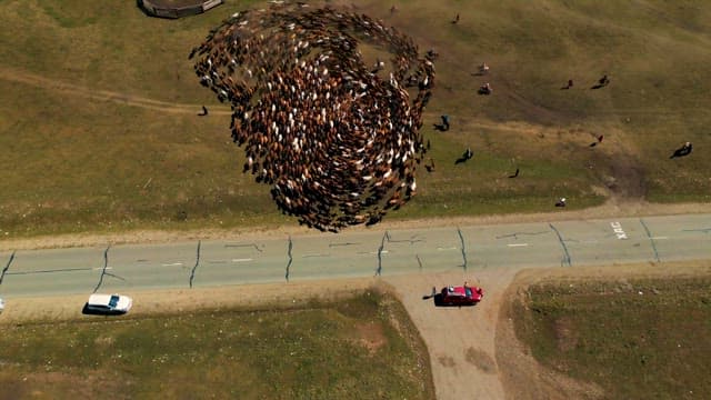 People Watching a Herd of Horses Circling