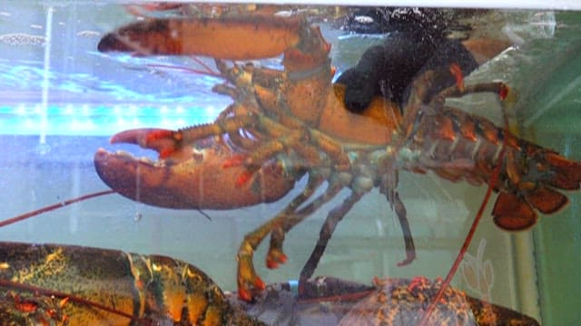 시장에서 수조에서 꺼내는 바닷가재