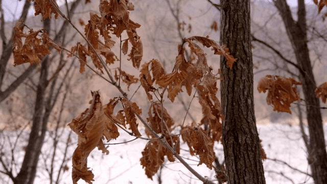 나뭇가지에 매달린 마른 잎