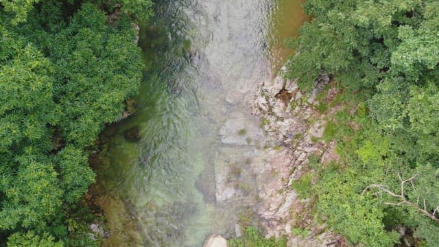 Clear river flowing through lush greenery