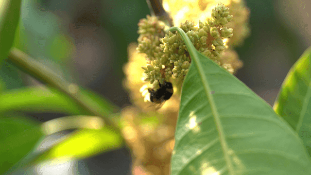 Bumblebees pollinating flowers among green leaves
