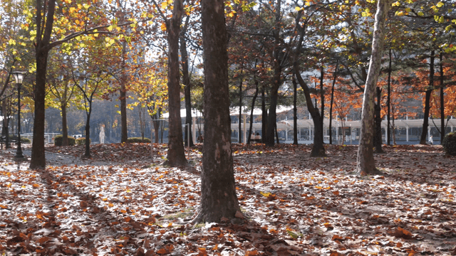 Autumn leaves scattered in park