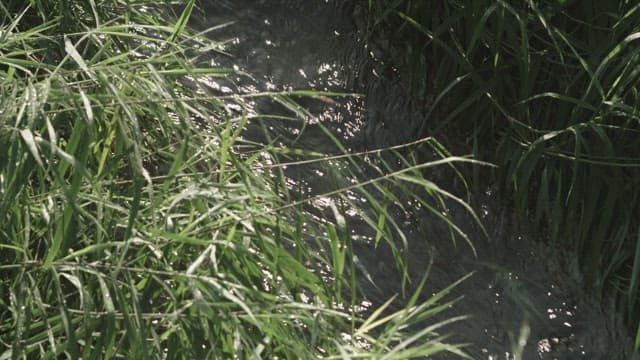 싱그러운 초록 수풀 사이로 흐르는 평온한 시냇물