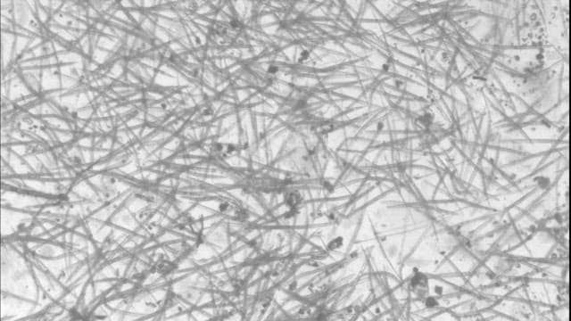 현미경으로 본 미생물의 움직임