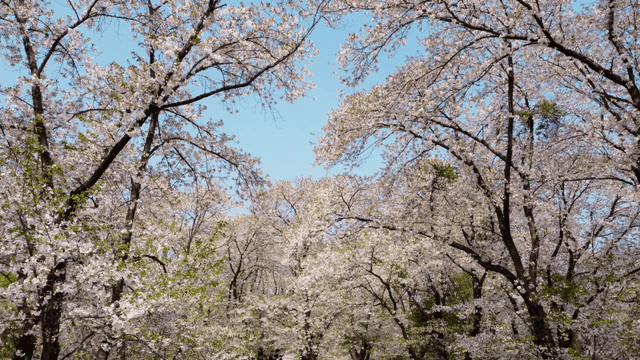 Cherry blossoms in full bloom under a clear sky