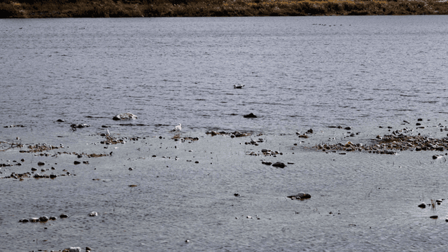 Quiet river with rocks and birds