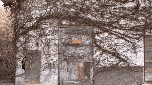 마른 덩굴로 덮인 오래된 건물