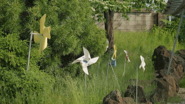 Green garden where pinwheels spin