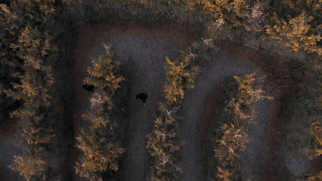 Winding forest maze