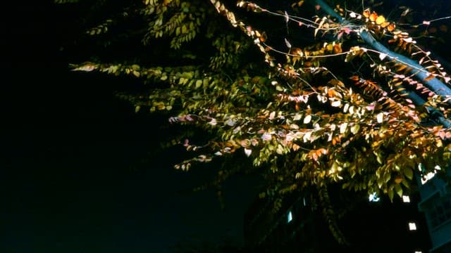 Autumn tree brightly lit at night