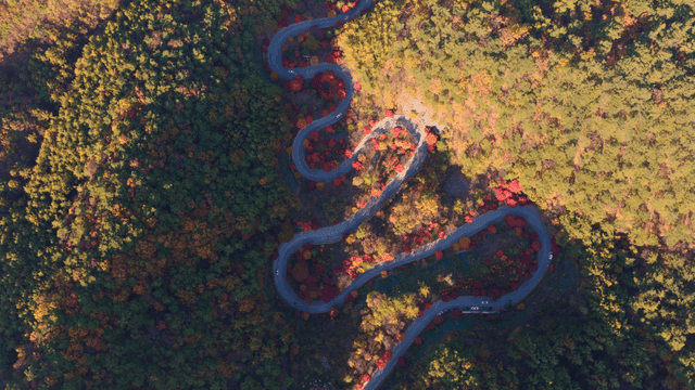 가을 숲을 지나는 비틀린 도로