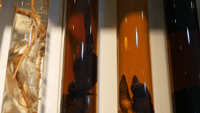 진열된 오래된 담금주들