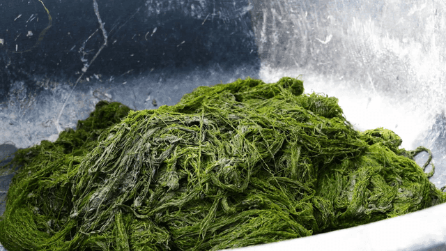 Fresh sea tangle in basin
