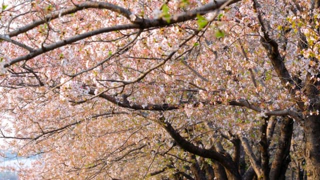 Cherry blossoms in full bloom on trees