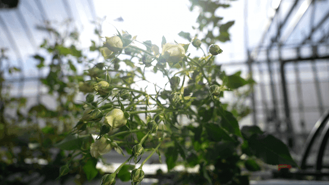 Greenhouse with blooming flowers