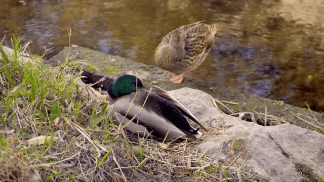 고요한 시냇가에 쉬고 있는 오리들