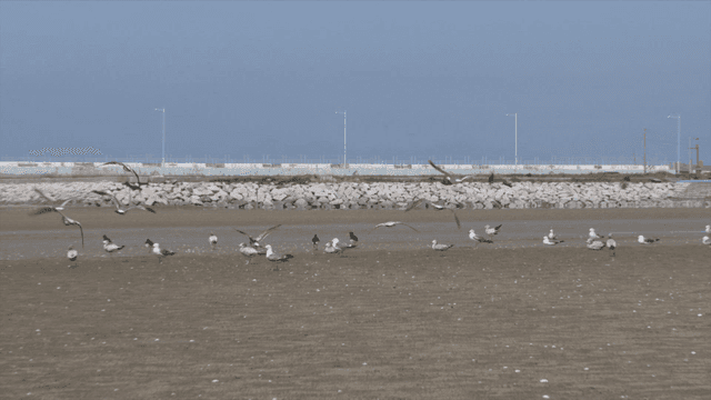 Seagulls flying over a sandy shore