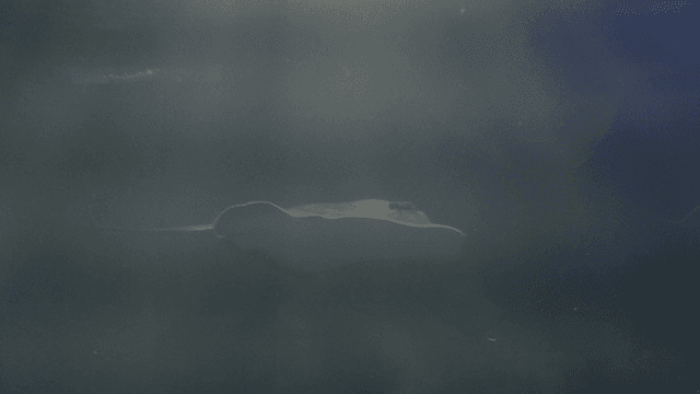 Elegantly swimming stingray