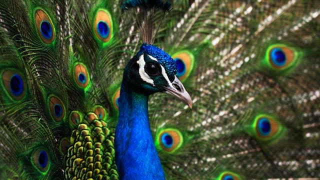 Peacock with colorful wings spread wide