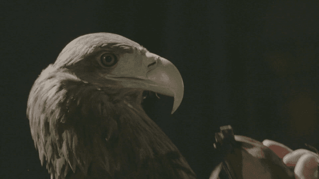 Hood taken off white-tailed eagle