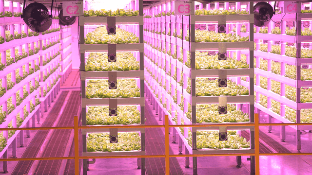 Vertical farming with LED lights