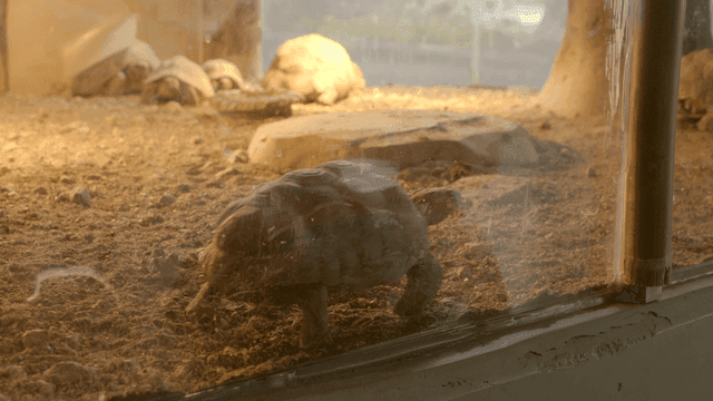 Tortoise moving in a glass enclosure