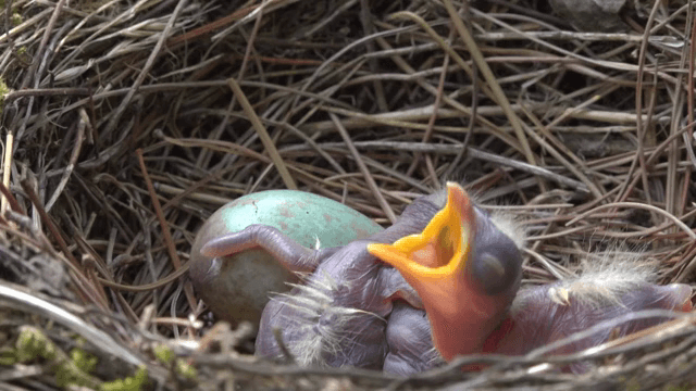 알과 함께 둥지에 있는 갓 태어난 새끼 새