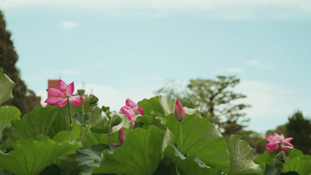 맑은 하늘 아래 피어나는 연꽃